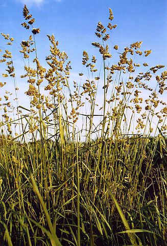 Dactylis glomerata